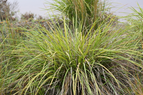 Dianella brevicaulis (Short-stem flax-lily) — photo