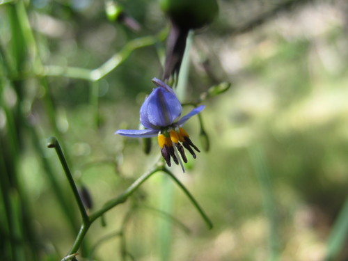 Dianella brevicaulis (Short-stem flax-lily) — photo