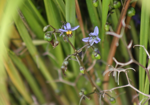 Dianella brevicaulis