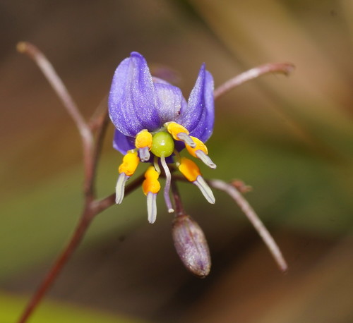 Dianella caerulea (Blue flax lily) — photo