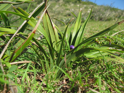 Dianella caerulea (Blue flax lily) — photo