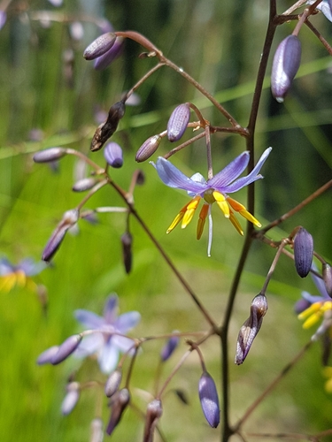 Dianella caerulea