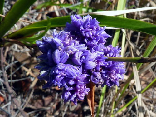 Dianella congesta (Beach flax lilies) — photo