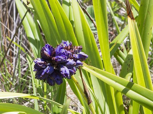 Dianella congesta (Beach flax lilies) — photo