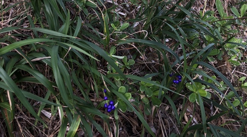 Dianella congesta