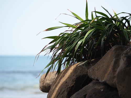 Dianella ensifolia (Cerulean flax-lily) — photo