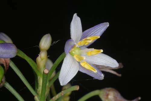 Dianella ensifolia (Cerulean flax-lily) — photo