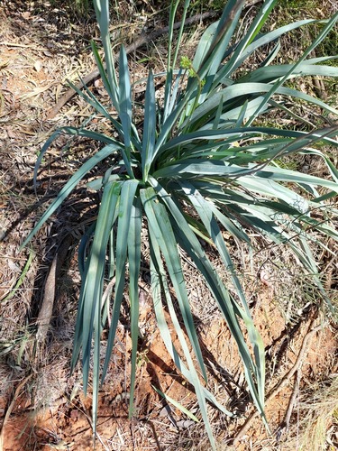 Dianella porracea — photo