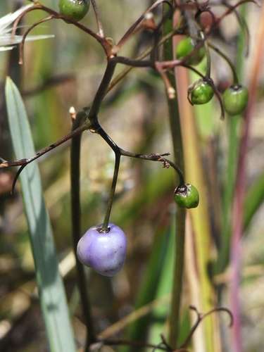 Dianella revoluta (Spreading flax lily) — photo