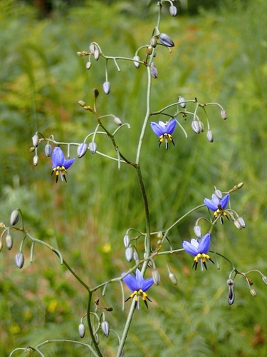 Dianella revoluta (Spreading flax lily) — photo
