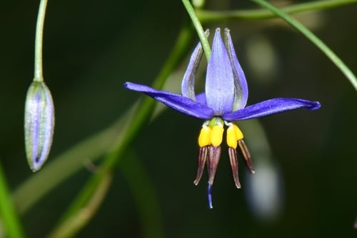 Dianella revoluta