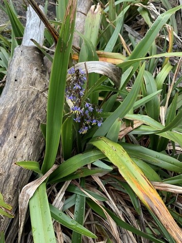 Dianella tasmanica (Flax lilies) — photo