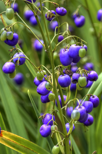 Dianella tasmanica (Flax lilies) — photo