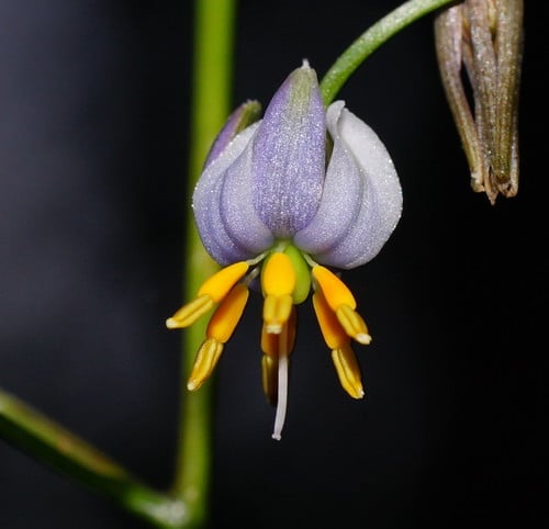 Dianella tasmanica