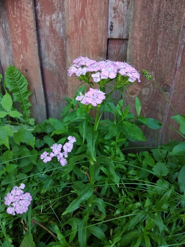 Dianthus barbatus (Sweet William) — photo