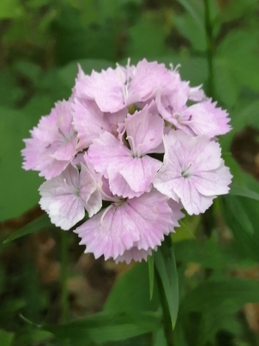 Dianthus barbatus (Sweet William) — photo