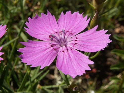 Dianthus chinensis (Chinese pink) — photo