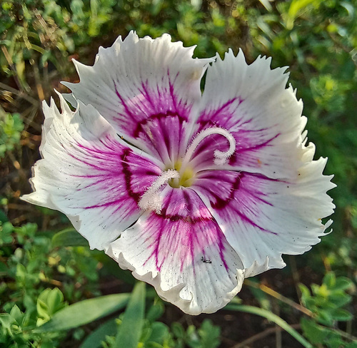 Dianthus chinensis (Chinese pink) — photo