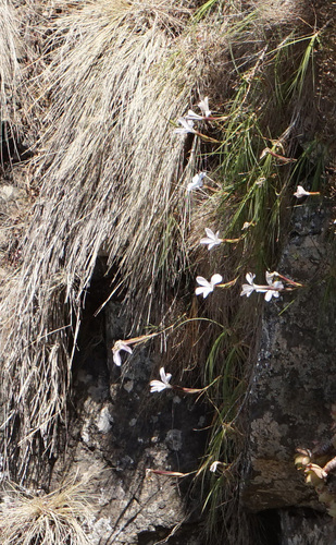 Dianthus longiglumis
