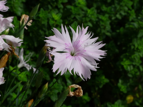 Dianthus plumarius (Cottage pink) — photo