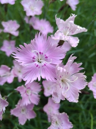 Dianthus plumarius
