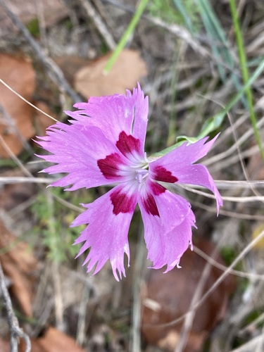 Dianthus plumarius (Cottage pink) — photo