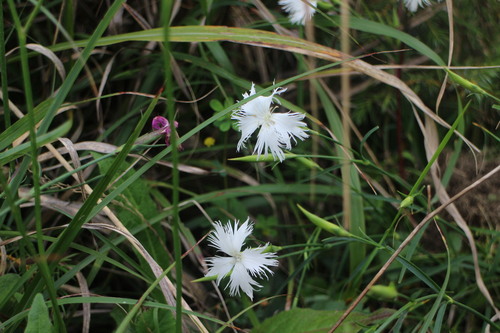Dianthus superbus (Fringed pink) — photo