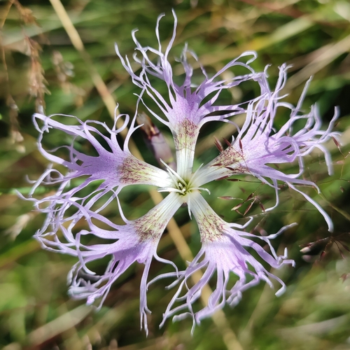 Dianthus superbus
