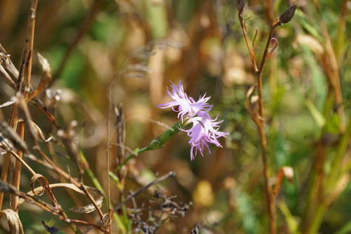 Dianthus superbus (Fringed pink) — photo