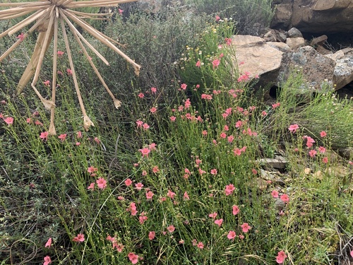 Diascia capsularis — photo