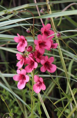 Diascia capsularis