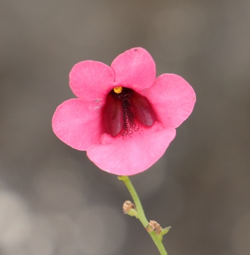Diascia integerrima (Twinspurs) — photo