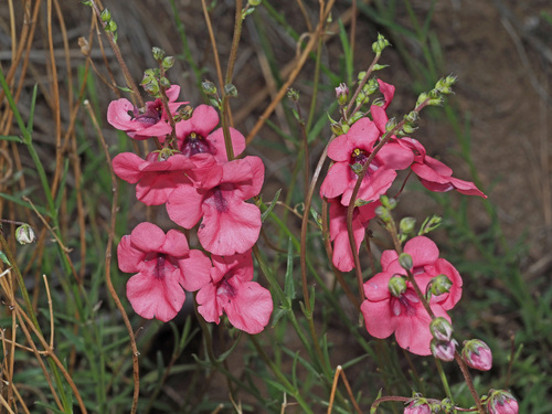 Diascia integerrima (Twinspurs) — photo