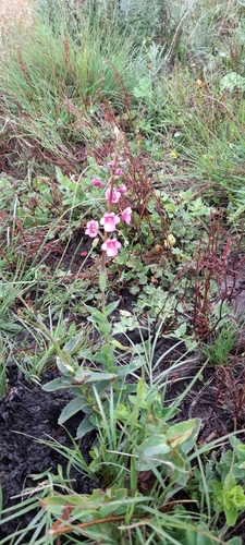 Diascia rigescens — photo