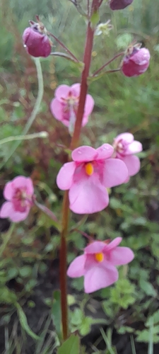 Diascia rigescens — photo