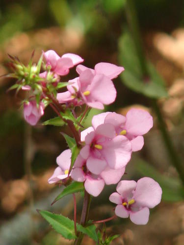 Diascia rigescens