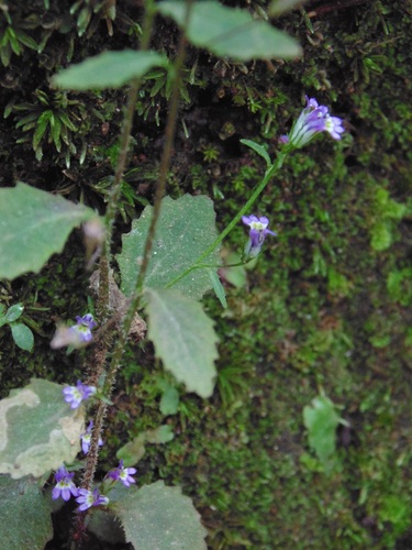 Diastatea micrantha — photo