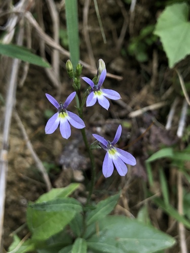 Diastatea micrantha