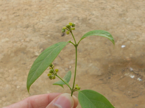 Dicella bracteosa (Guaiaqui) — photo
