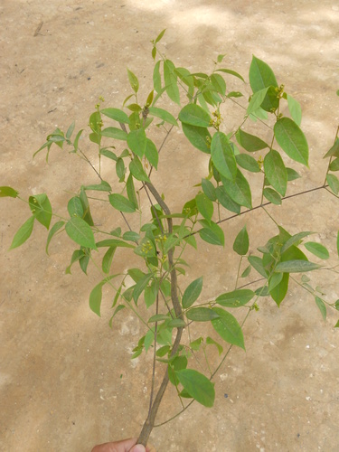 Dicella bracteosa (Guaiaqui) — photo