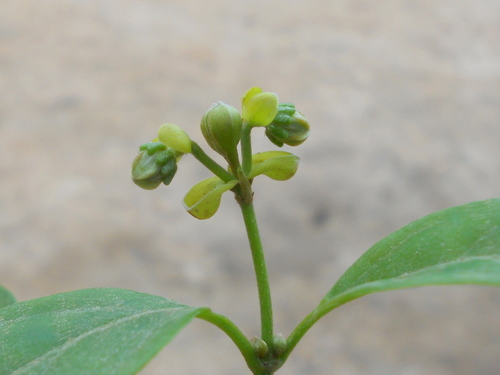 Dicella bracteosa