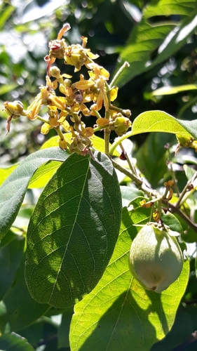 Dicella nucifera (Chestnut vine) — photo