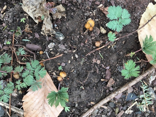 Dicentra canadensis (Squirrel corn) — photo