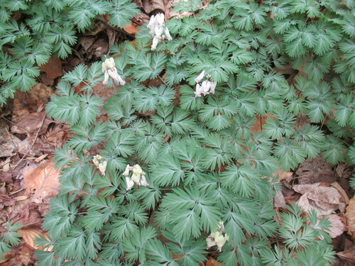 Dicentra canadensis (Squirrel corn) — photo
