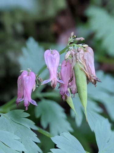 Dicentra eximia — photo