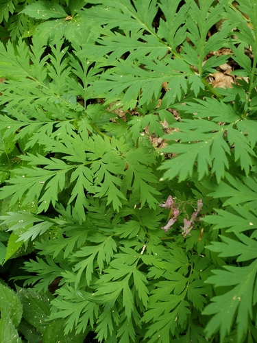 Dicentra eximia — photo