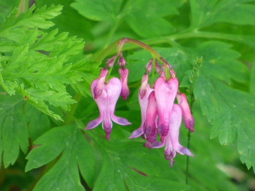 Dicentra eximia