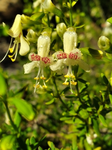 Dicerandra christmanii (Garrett's mint) — photo