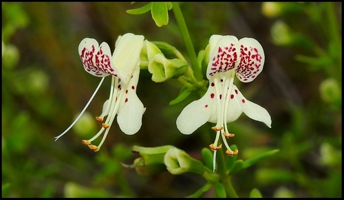 Dicerandra christmanii