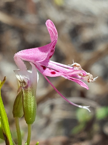 Dicerandra cornutissima (Longspurred mint) — photo